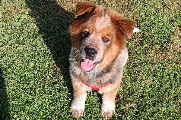 Educación para cachorros en San Javier con YunDog