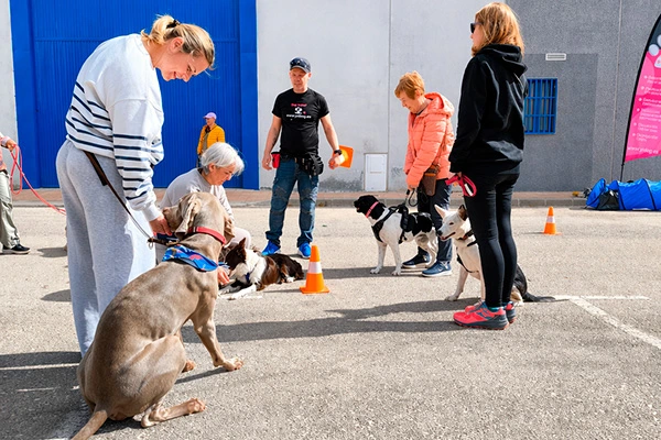 Clases grupales de educación canina en San Javier