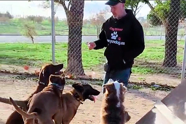 Estancia educativa para perros con YunDog