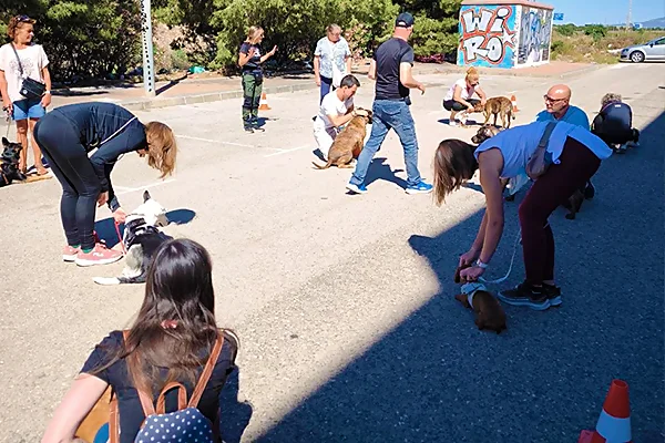 Clase grupal YunDog obedicencia, paseo y manejo