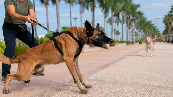 Perro agresivo o con conductas agresivas en San Javier y Mar Menor
