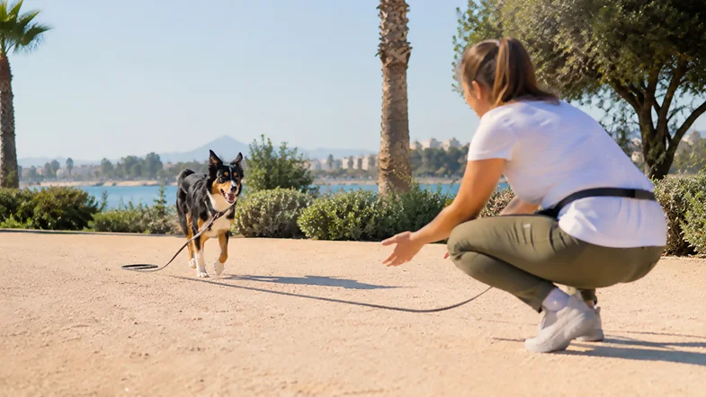 Cómo enseñar a tu perro a venir cuando lo llamas